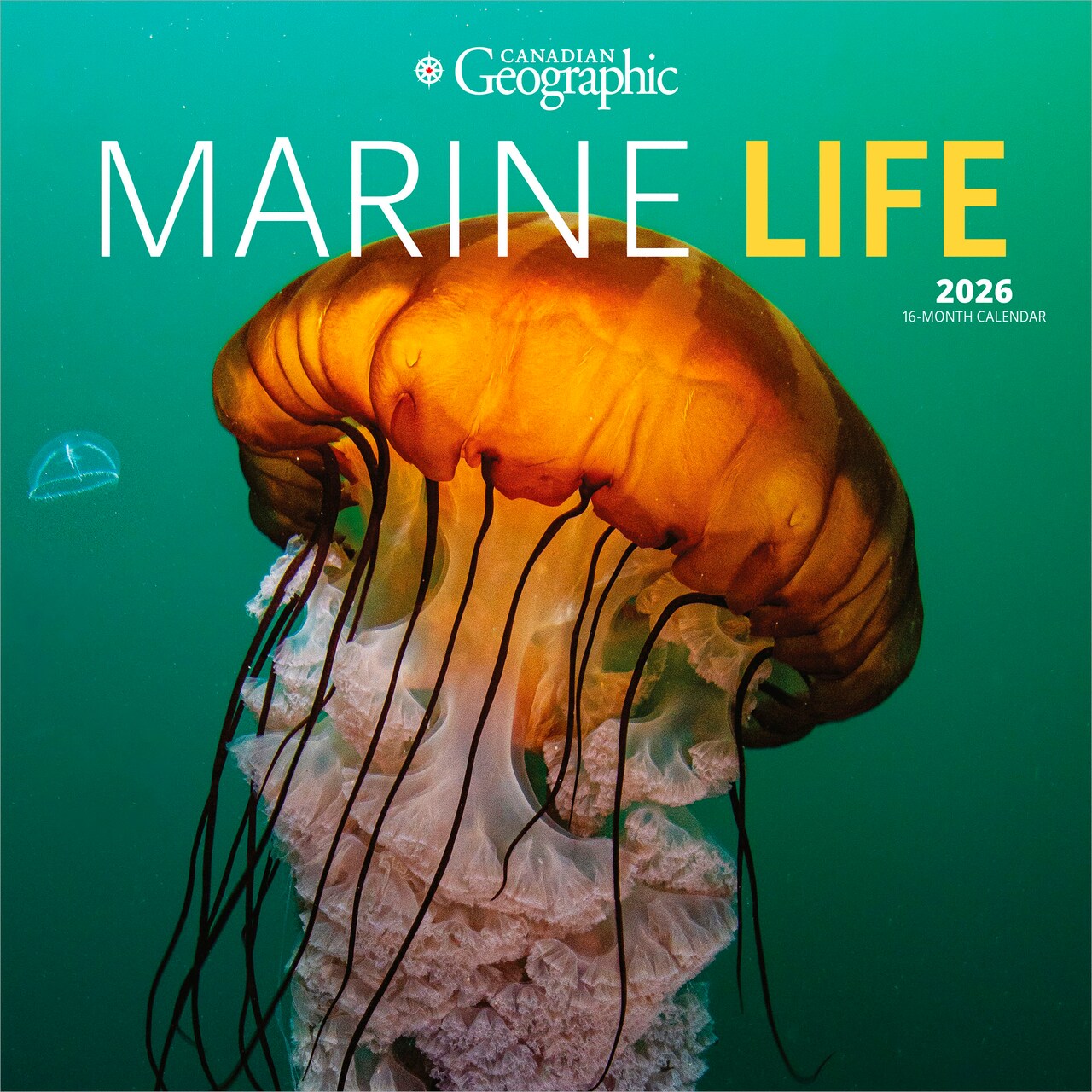 Canadian Geographic Marine Life OFFICIAL | 2026 12 x 24 Inch (Hanging) Monthly Square Wall Calendar